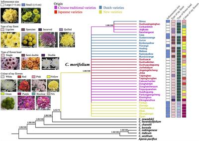 The Maternal Donor of Chrysanthemum Cultivars Revealed by Comparative Analysis of the Chloroplast Genome